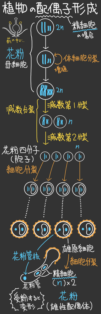 f:id:soilshop:20210210232825j:plain