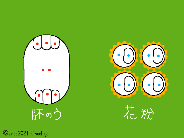 f:id:soilshop:20210214135300g:plain