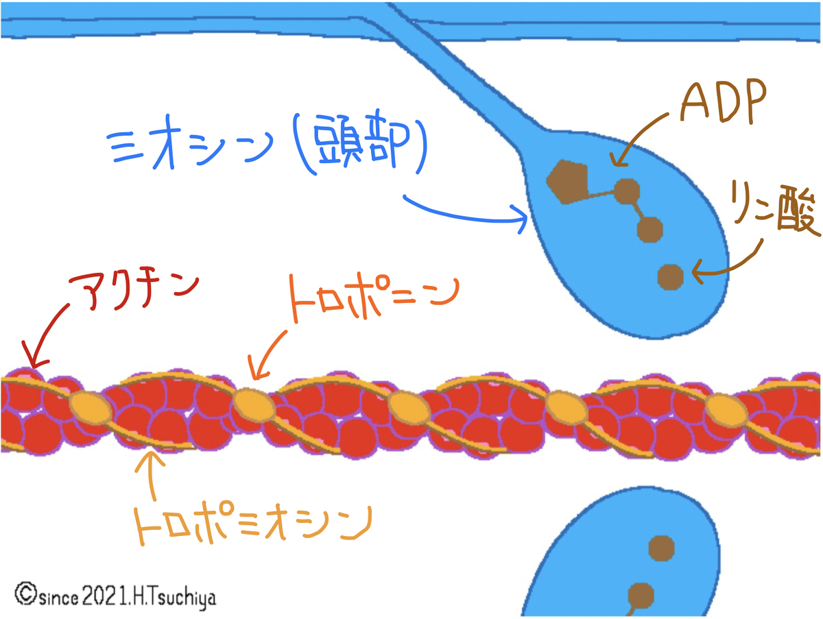 f:id:soilshop:20210416221223j:plain