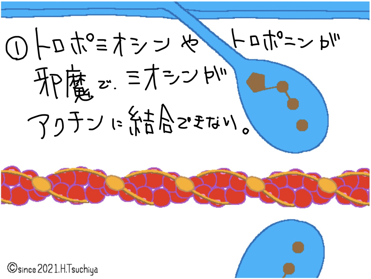 f:id:soilshop:20210416221420j:plain
