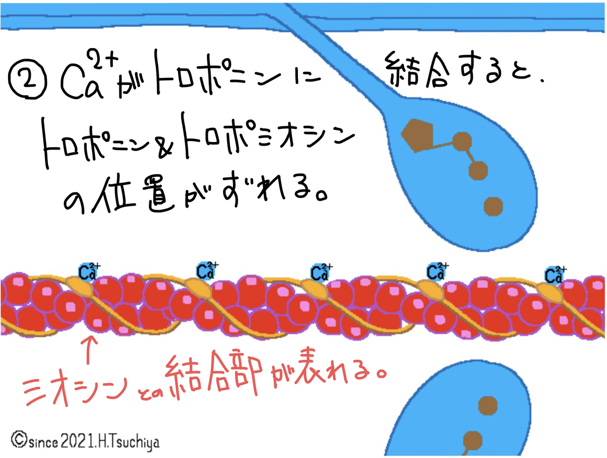 f:id:soilshop:20210416221653j:plain