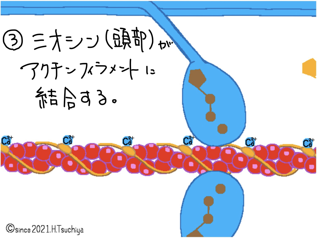 f:id:soilshop:20210416221811j:plain