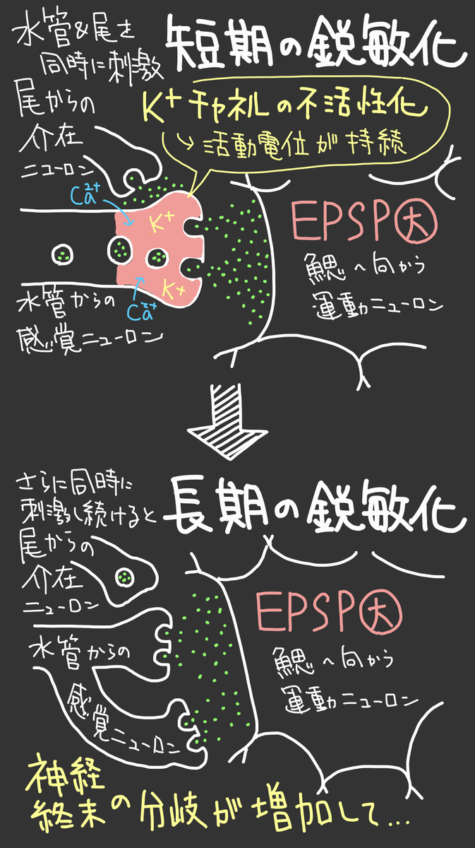f:id:soilshop:20210423000653j:plain
