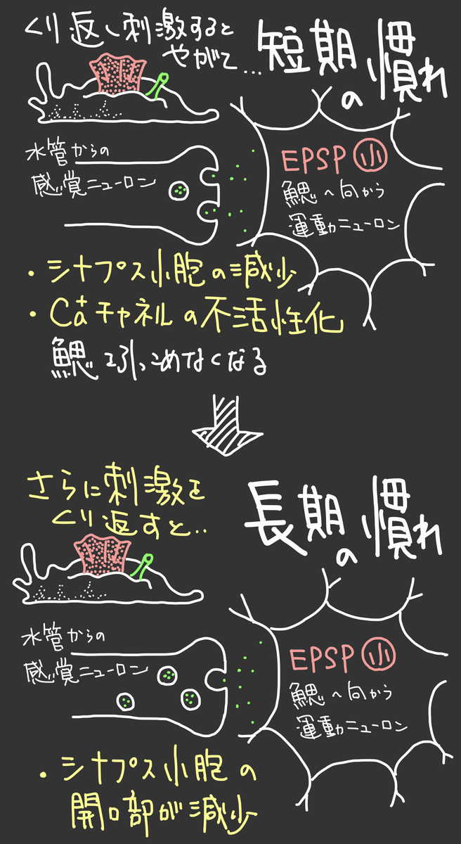 f:id:soilshop:20210424230628j:plain