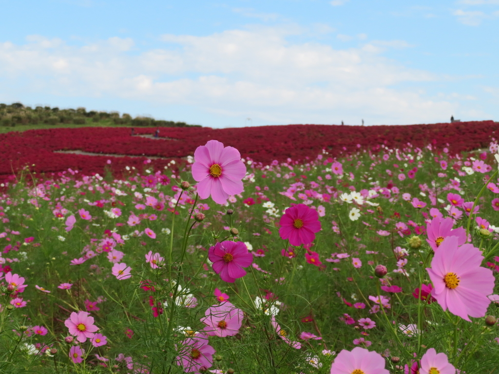 f:id:soka1023:20181020161933j:plain f:id:soka1023:20181020161933j:plain