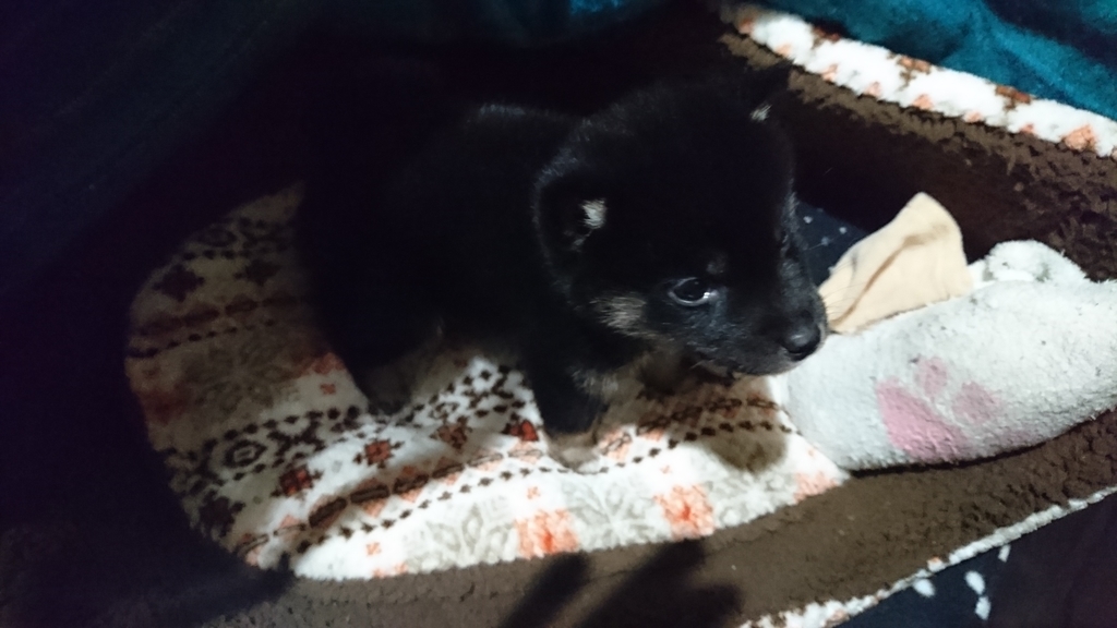 f:id:soka1023:20190110080009j:plain f:id:soka1023:20190110080009j:plain