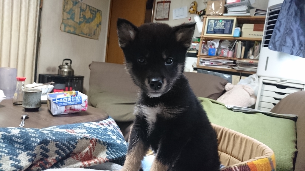 f:id:soka1023:20190131085252j:plain