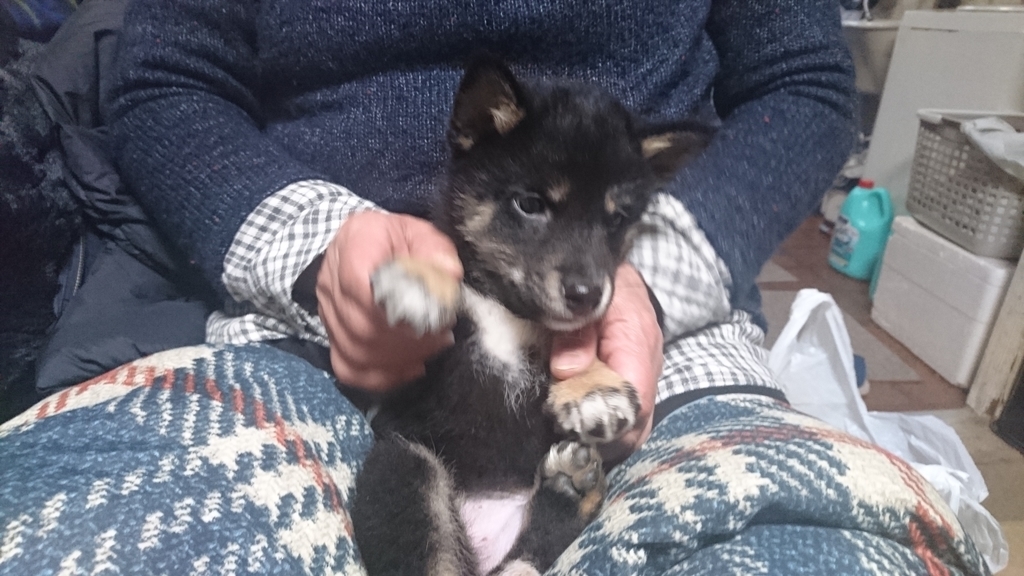 f:id:soka1023:20190207215827j:plain