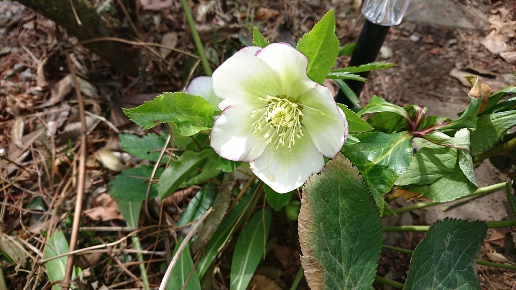 f:id:soka1023:20190227124820j:plain