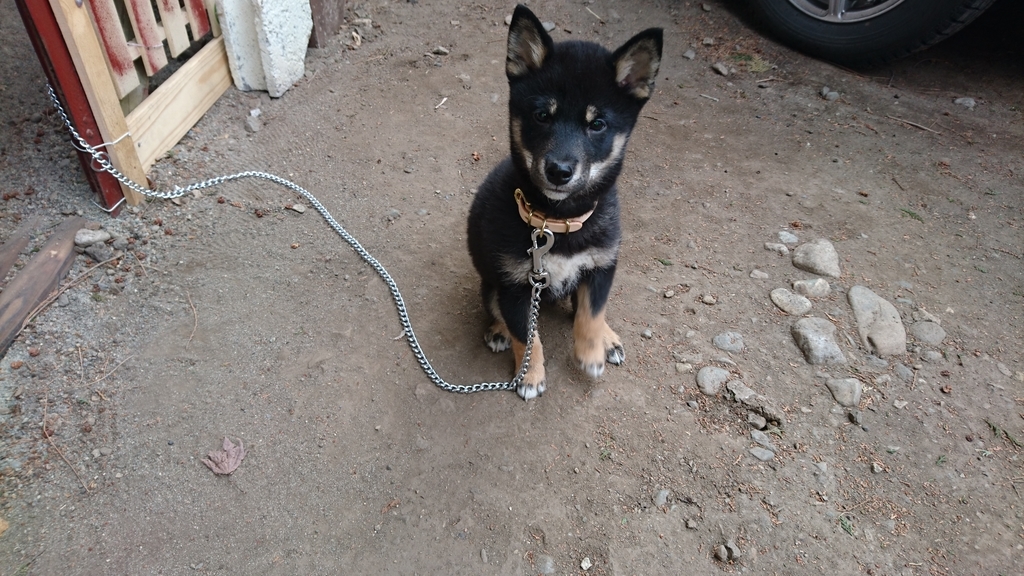 f:id:soka1023:20190227125239j:plain