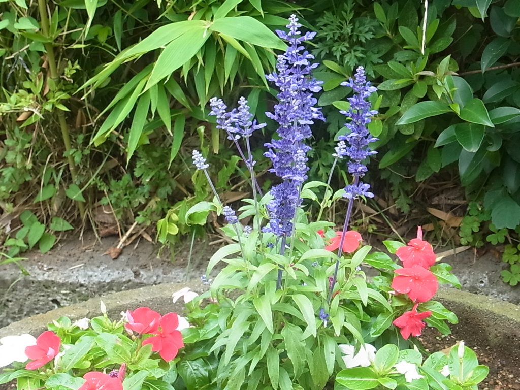 f:id:sokotujii:20160615152807j:plain