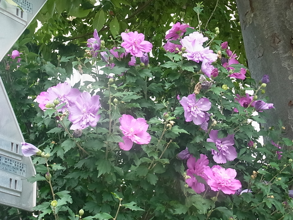 f:id:sokotujii:20160720160151j:plain
