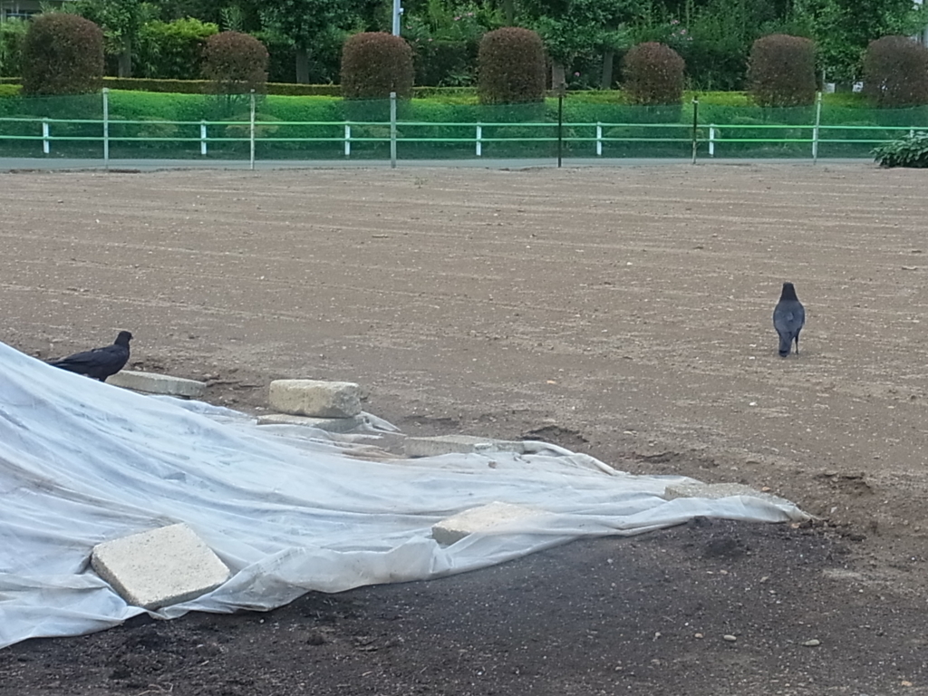 f:id:sokotujii:20160720182400j:plain