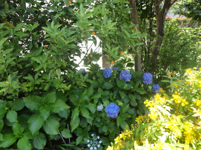 f:id:sokotujii:20180604123346j:plain