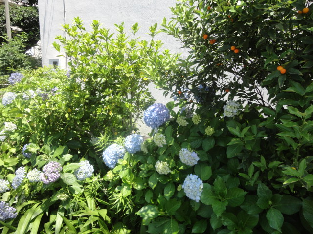 f:id:sokotujii:20180604123352j:plain