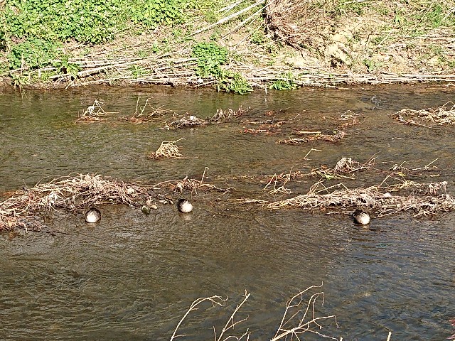 f:id:sokotujii:20191121102315j:image