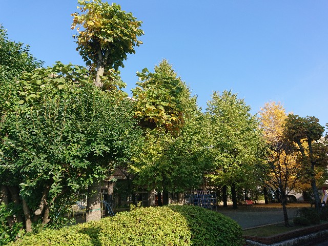 f:id:sokotujii:20191125133128j:image