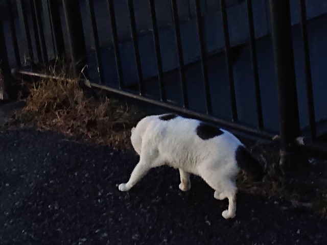 f:id:sokotujii:20191128155631j:image