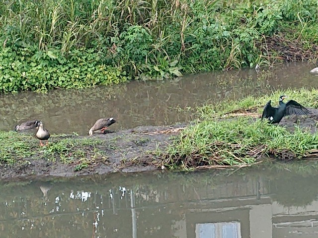 f:id:sokotujii:20191203225138j:image