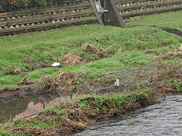 f:id:sokotujii:20191203225154j:image