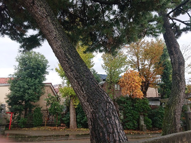 f:id:sokotujii:20191203225349j:image