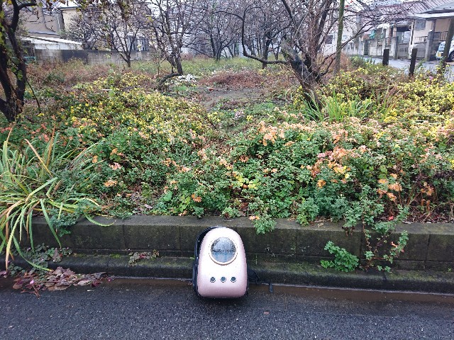 f:id:sokotujii:20191203225509j:plain