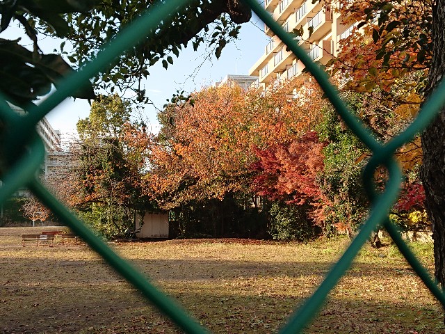 f:id:sokotujii:20191206234433j:image