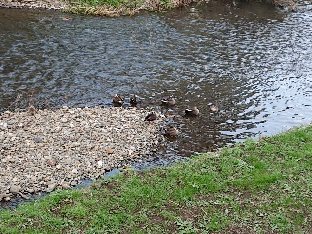 f:id:sokotujii:20191206234657j:image