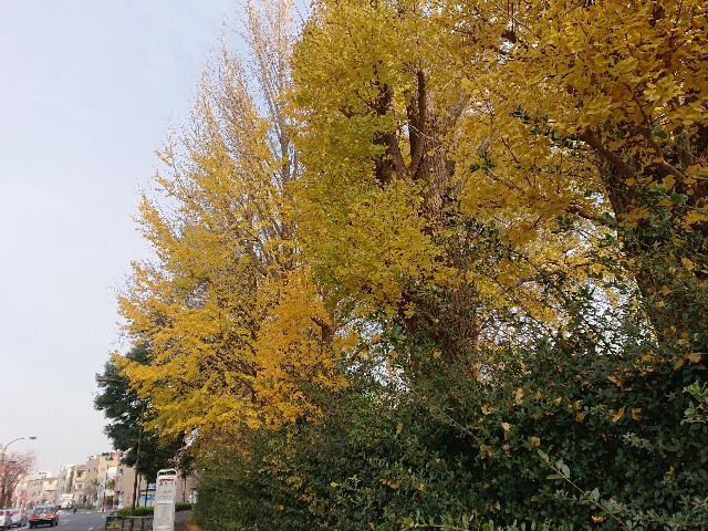 f:id:sokotujii:20191211203403j:image