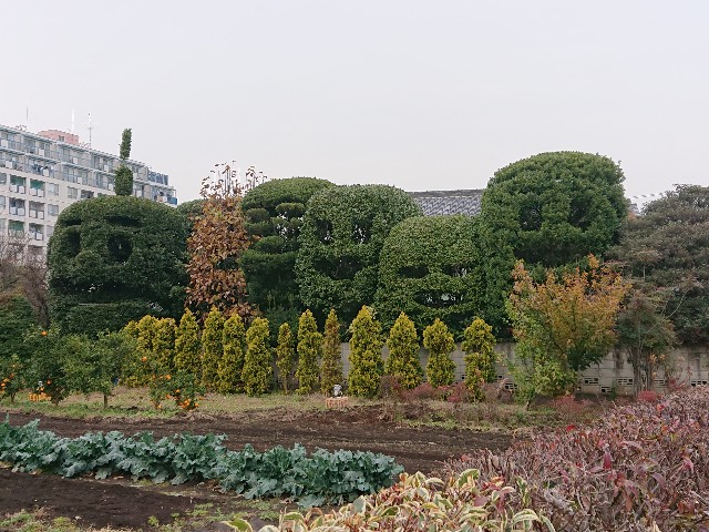 f:id:sokotujii:20191211203546j:image