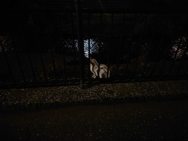 f:id:sokotujii:20191215203856j:image