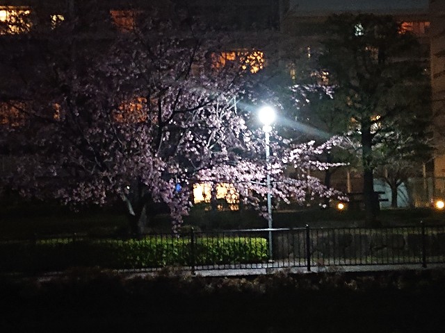 f:id:sokotujii:20200311004117j:image