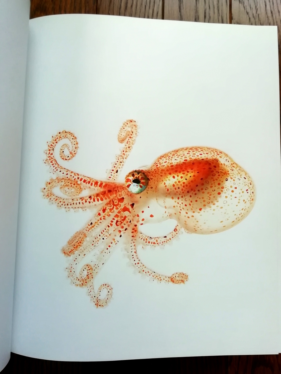 おすすめの動物本を紹介「海の美しい無脊椎動物」 - sola-chan's blog