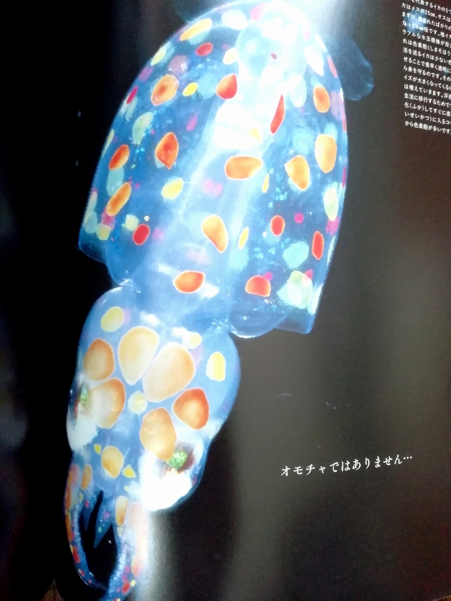 おすすめの動物本を紹介 世界の美しい透明な生き物 Sola Chan S Blog おすすめの動物本を紹介 世界の美しい透明な生き物 Sola Chan S Blog