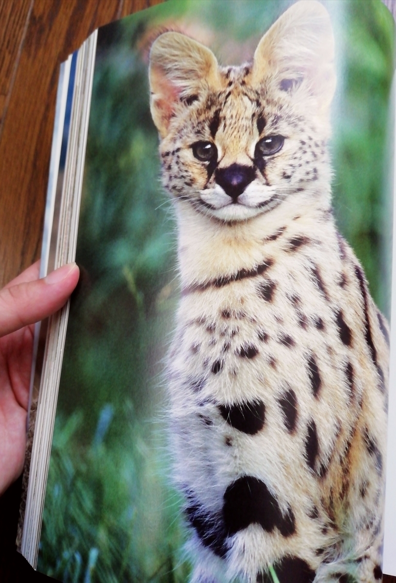 第4回おすすめの動物本を紹介 世界の美しい野生ネコ Sola Chan S Blog 第4回おすすめの動物本を紹介 世界の美しい野生ネコ Sola Chan S Blog