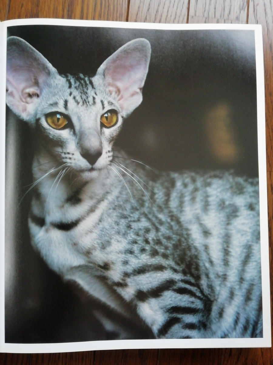 おすすめの動物本を紹介 世界で一番美しい猫の図鑑 Sola Chan S Blog おすすめの動物本を紹介 世界で一番美しい猫の図鑑 Sola Chan S Blog