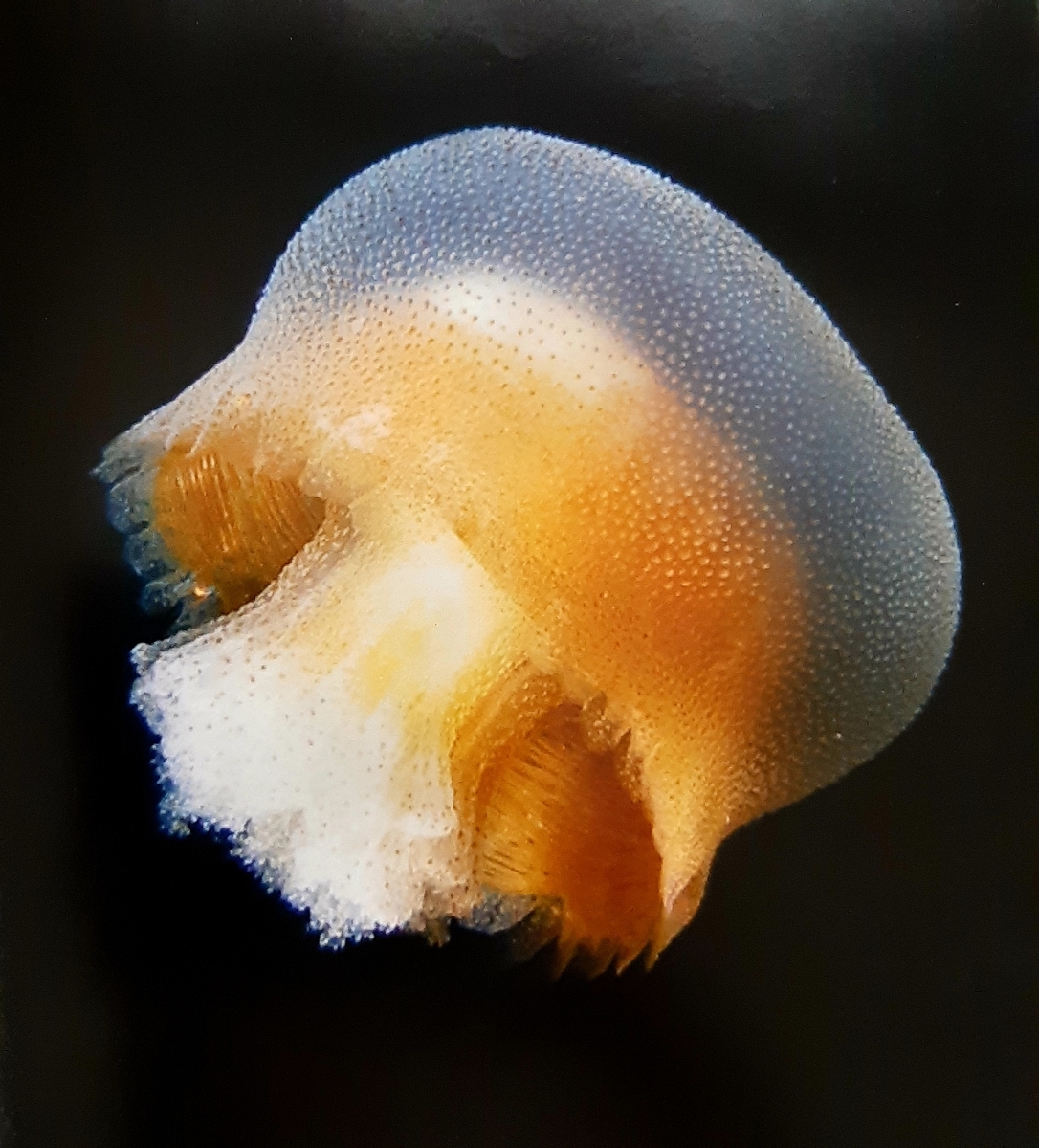 おすすめの動物本 世界で一番美しいクラゲの図鑑 Sola Chan S Blog