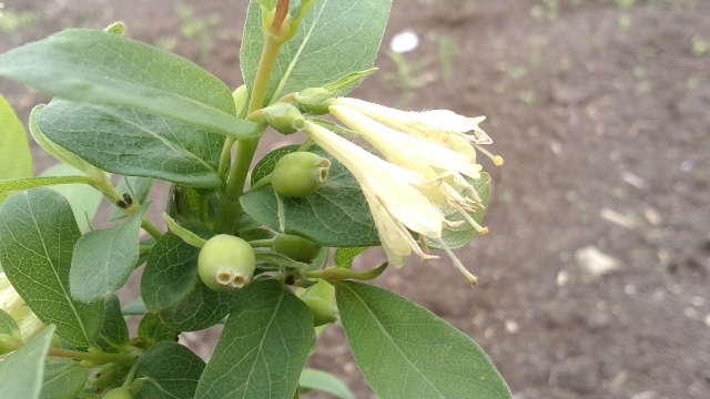 f:id:solachi:20160602115200j:plain