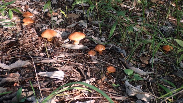 落葉きのこ 天然落葉きのこ(茹で冷凍) 200g×3｜山菜 キノコ｜食べレア北海道 物産