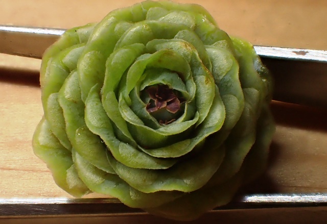 赤い松ぼっくり 松の花 なかなか進まないsolachiの計画 赤い松ぼっくり 松の花 なかなか進まないsolachiの計画