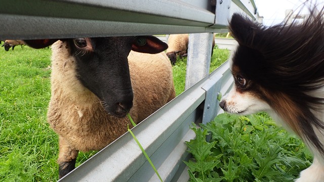 f:id:solachi:20180717145956j:plain