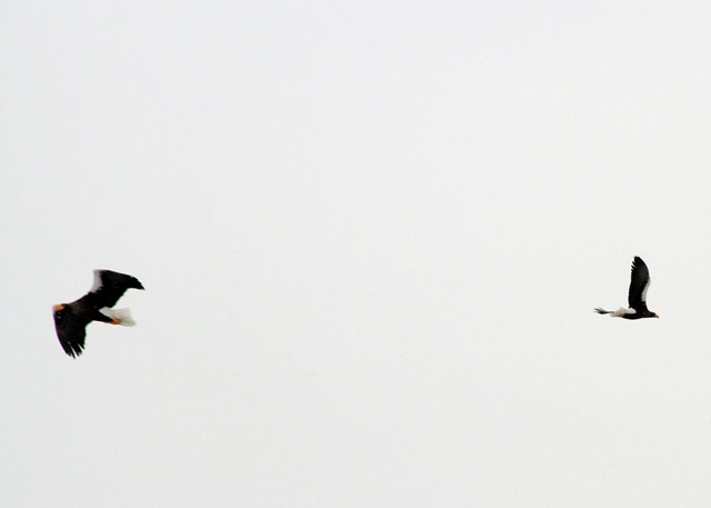 f:id:solachi:20190207135708j:plain f:id:solachi:20190207135708j:plain