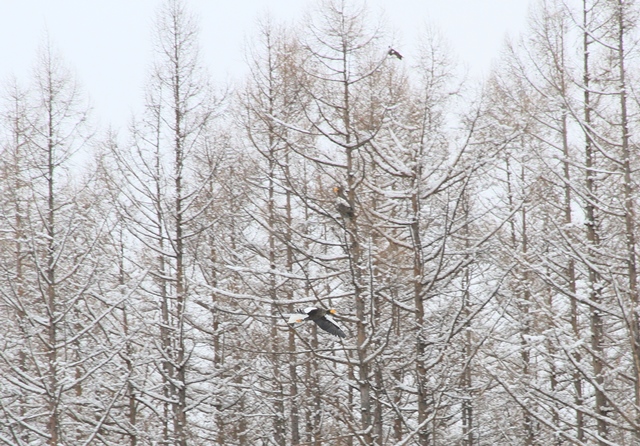 f:id:solachi:20190207135757j:plain f:id:solachi:20190207135757j:plain