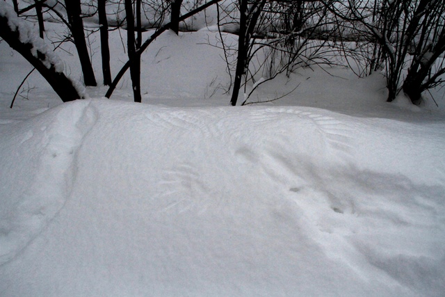 f:id:solachi:20190207143444j:plain f:id:solachi:20190207143444j:plain