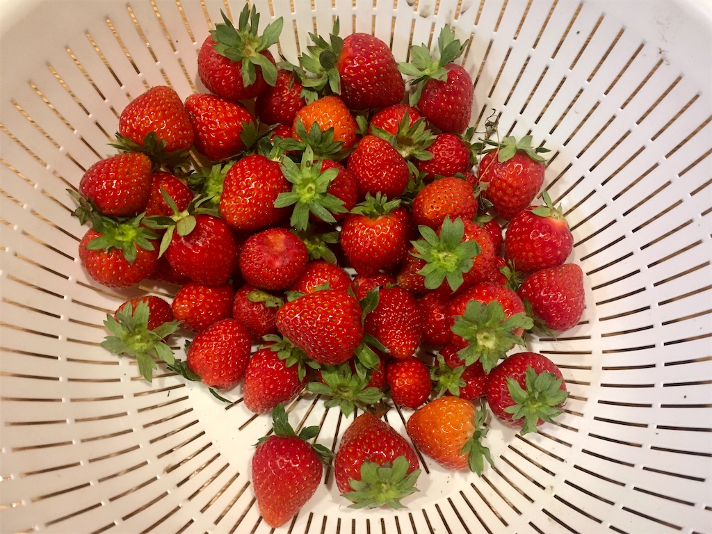 f:id:solachi:20210622220153j:plain