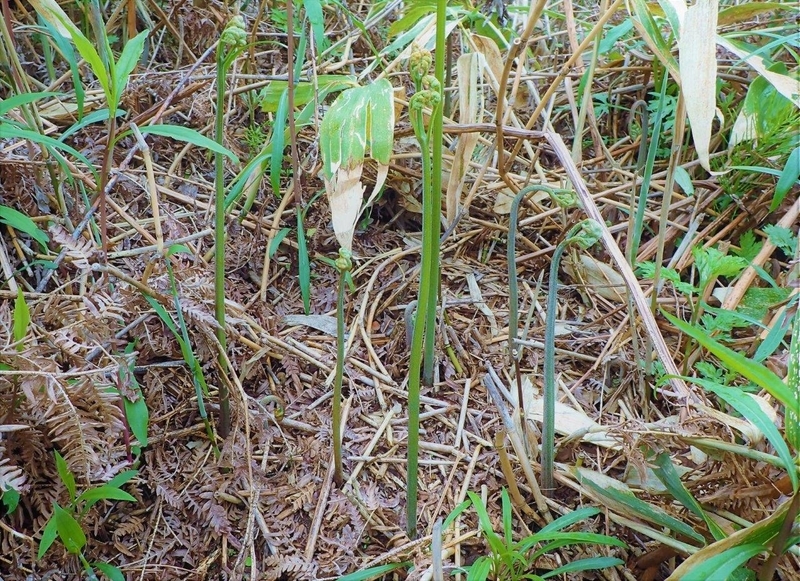 f:id:solachi:20210622224422j:plain