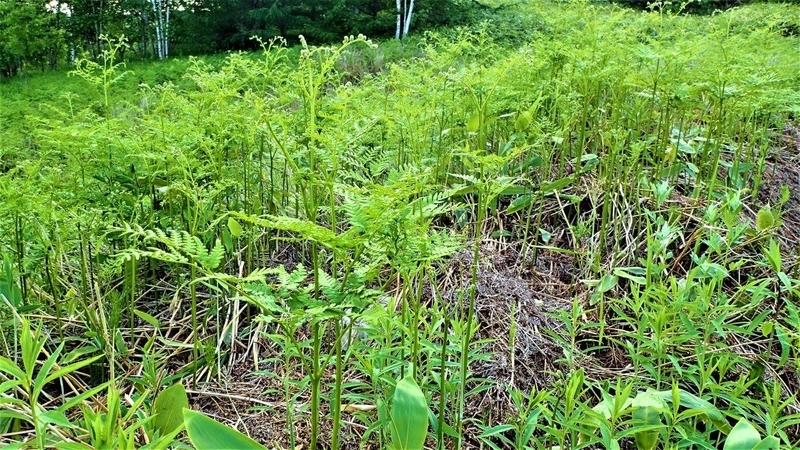 f:id:solachi:20210622224438j:plain