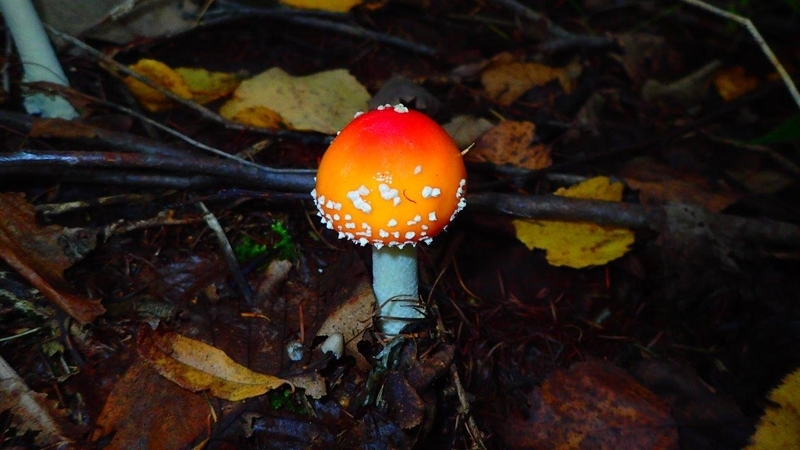 f:id:solachi:20211205210517j:plain