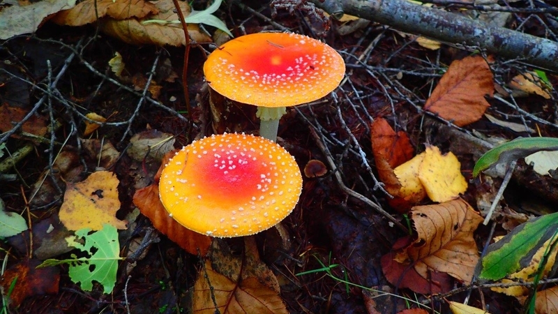 f:id:solachi:20211205210525j:plain