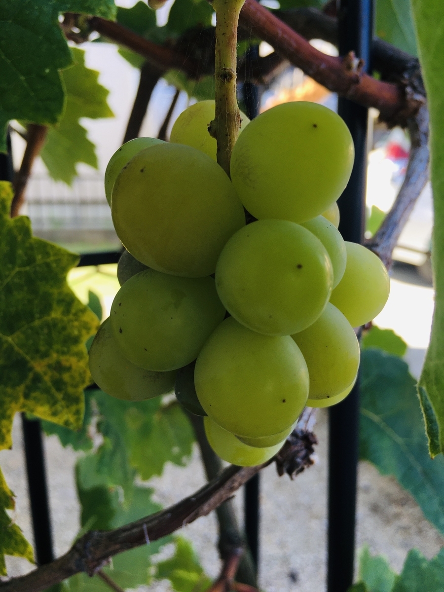 f:id:solahaao:20200818144310j:plain